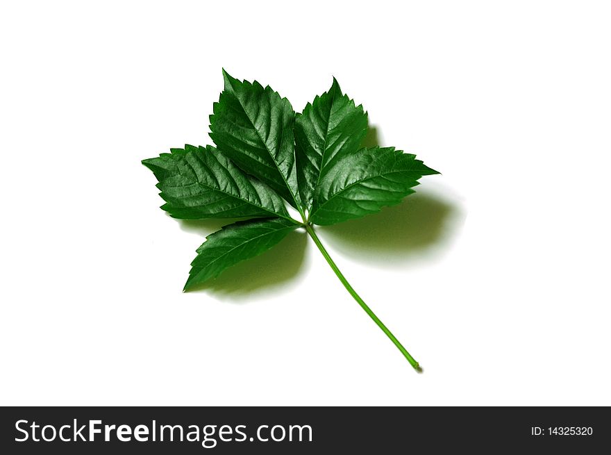 Leaves on the white background