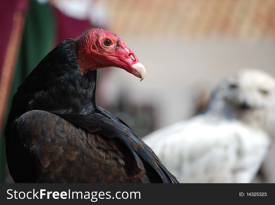 The Turkey Vulture (Cathartes aura) is a bird found throughout most of the Americas. It also known in some North American regions as the Turkey Buzzard (or just buzzard), and in some areas of the Caribbean as the John Crow or Carrion Crow.