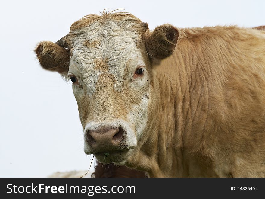 A cow on the farm. A cow on the farm