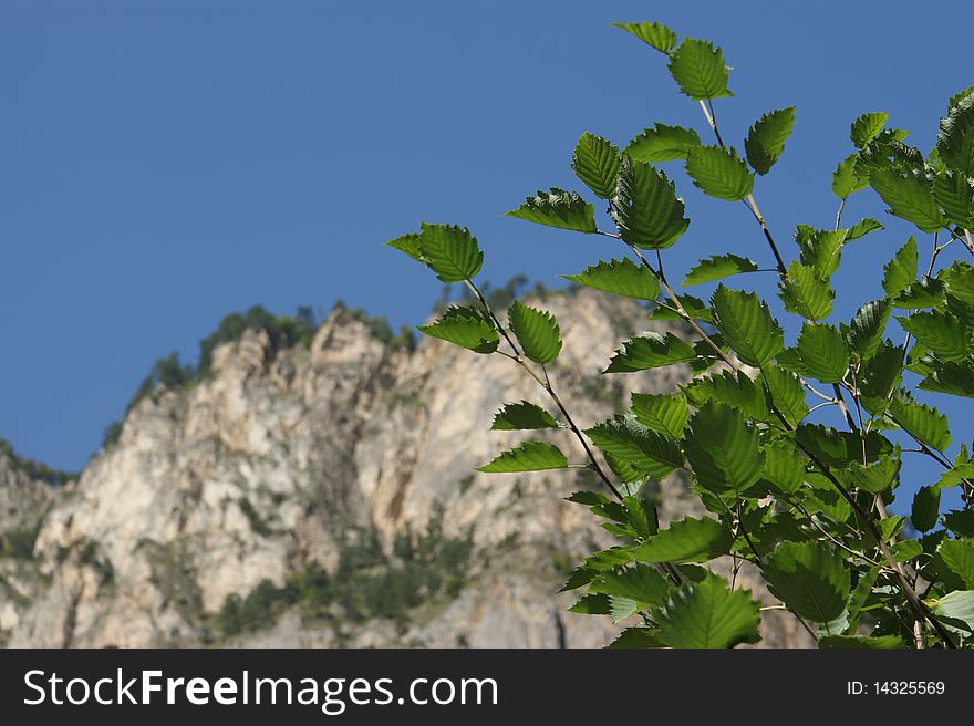 Green summer leaves on the Caucasus rock. Green summer leaves on the Caucasus rock