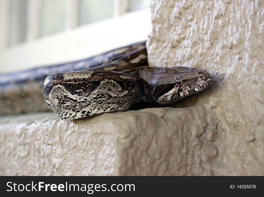 Close up shot of a snake parked on some one's window sill. Close up shot of a snake parked on some one's window sill.