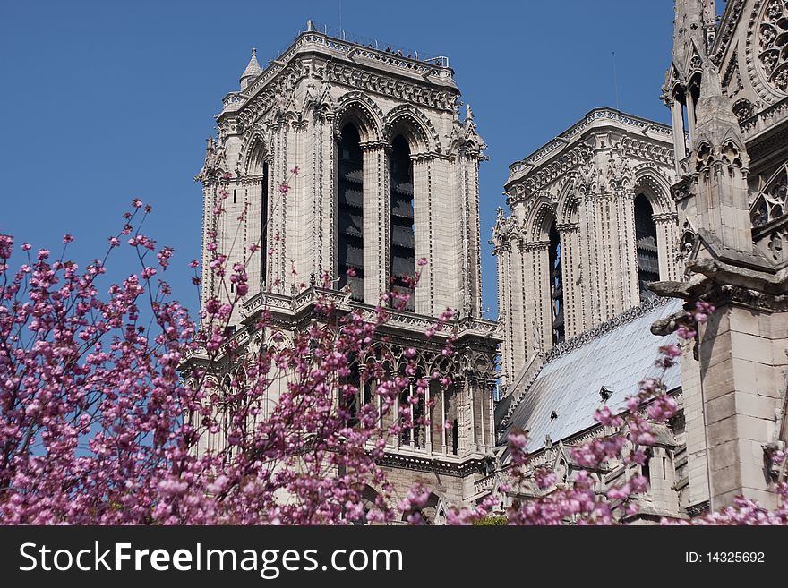 Notre Dame cathedral in Paris with Spring Blossoms. Notre Dame cathedral in Paris with Spring Blossoms