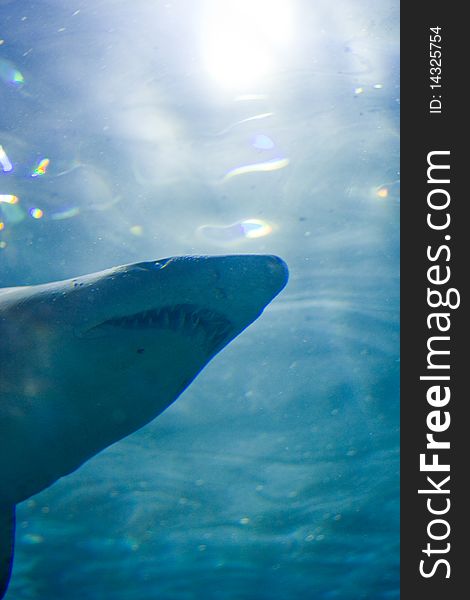 Shark photographed from underwater with light reflections from surface. Shark photographed from underwater with light reflections from surface