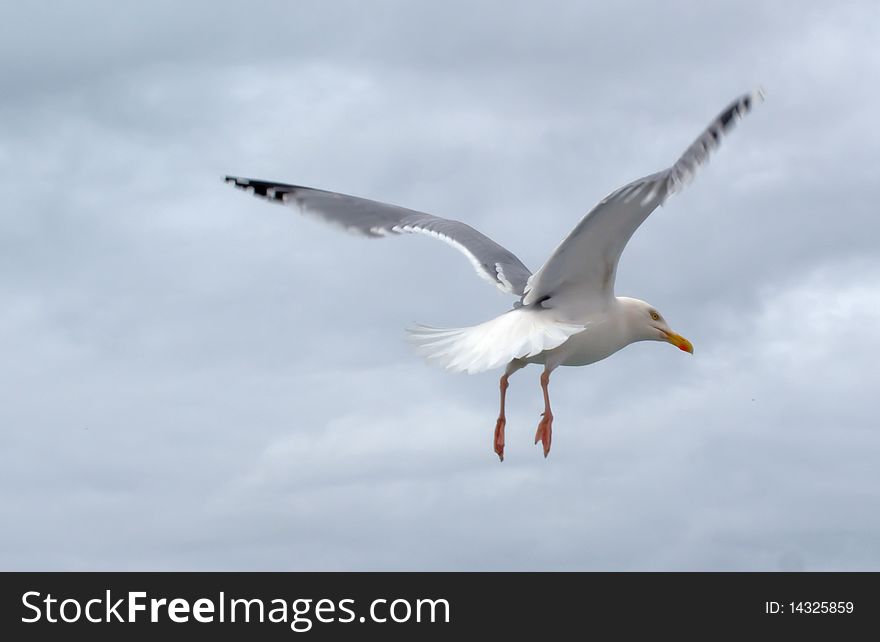 Grey seagull flying ahead in the sky. Grey seagull flying ahead in the sky