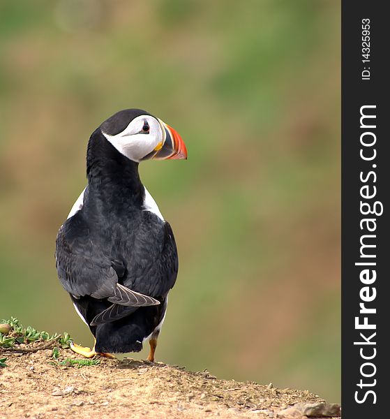 Atlantic puffin standing on a cliff on Skomer Island