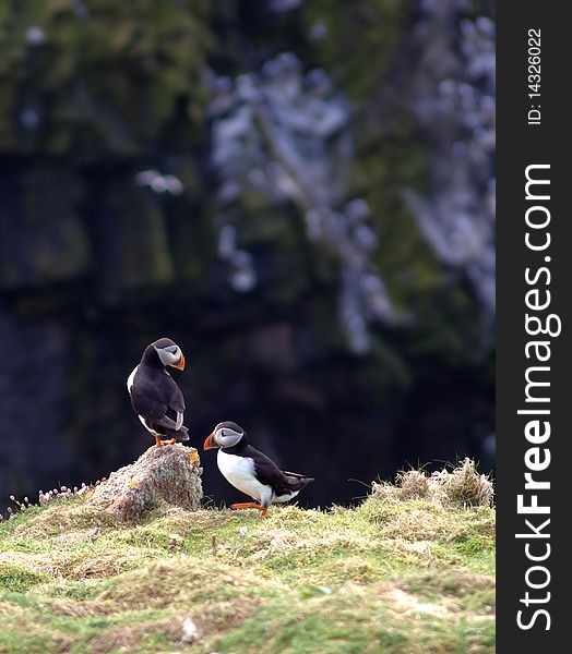 Puffin couple during mating season on Skomer Island in Wales. Puffin couple during mating season on Skomer Island in Wales