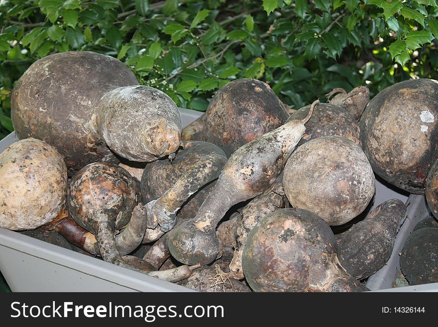 Dried goose gourds in a wheelbarrow with holly in the background.