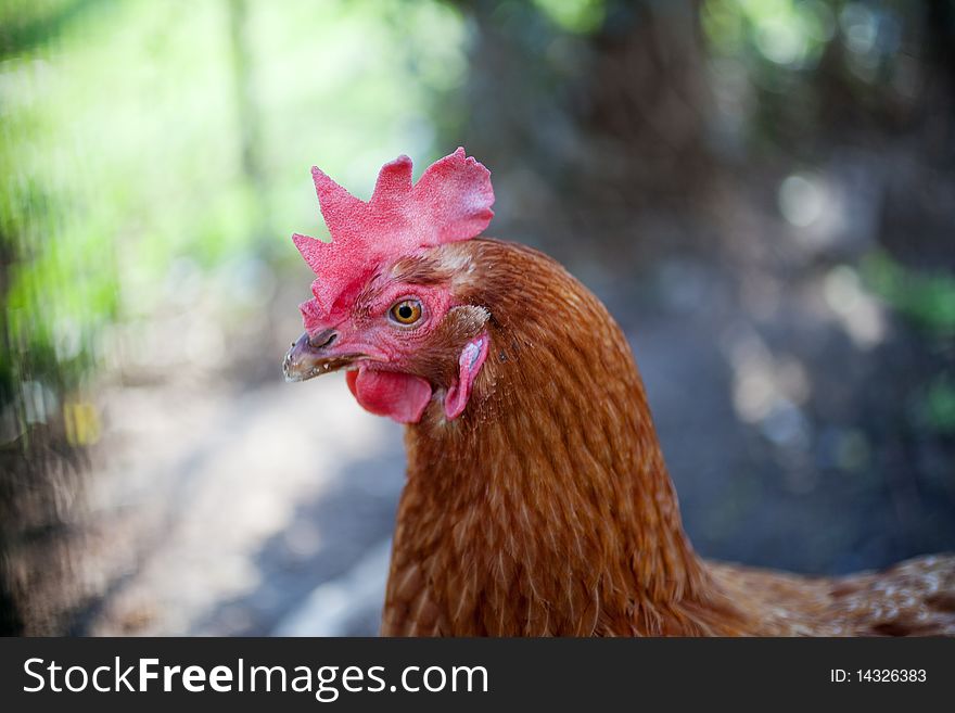 Head of a red Chicken