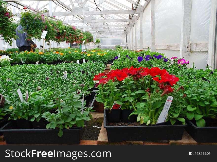 A large commercial green house of flower baskets. A large commercial green house of flower baskets