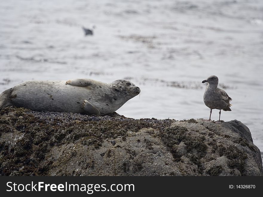This is a seal looking at a seagull on a rock in the ocean. This is a seal looking at a seagull on a rock in the ocean.