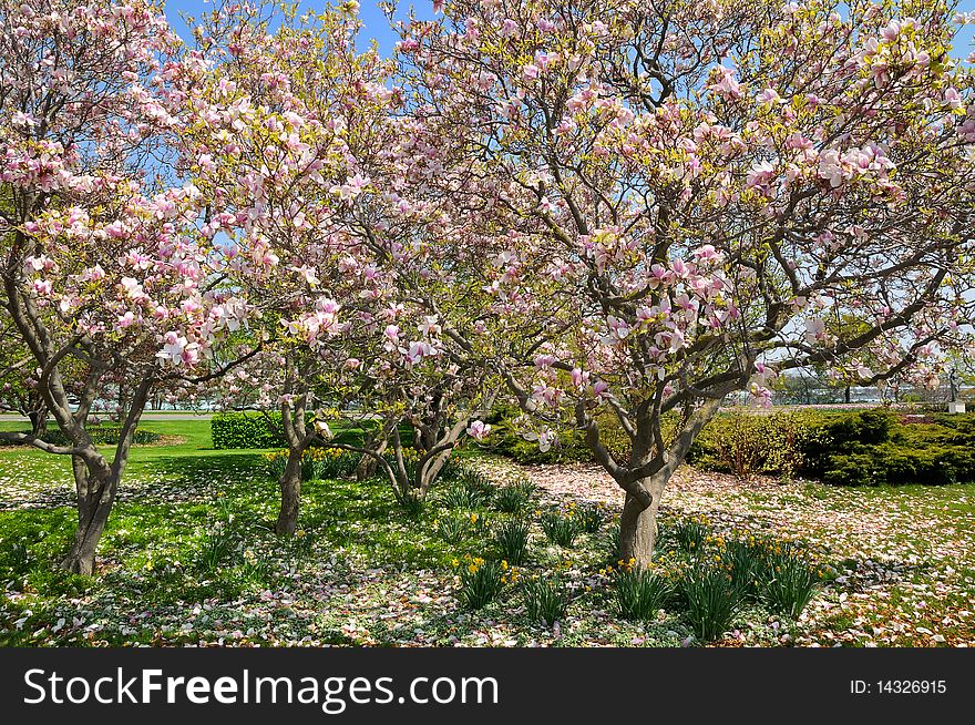 Magnolia trees in a park in Niagara Falls, Ontario, Canada. Magnolia trees in a park in Niagara Falls, Ontario, Canada