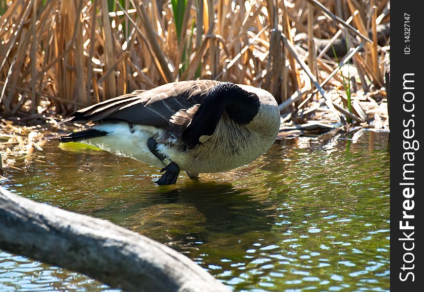 Canadian goose grooming