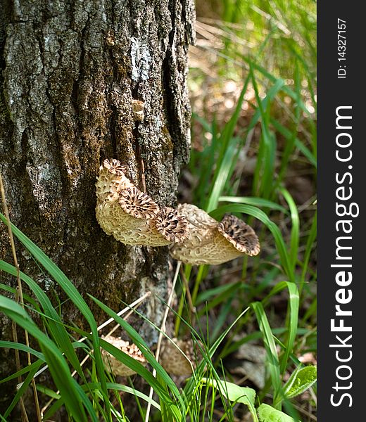 Mushrooms Growing On Tree