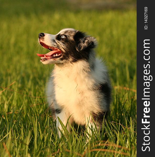 Blue merle australian shepherd puppy looking up at a friend. Blue merle australian shepherd puppy looking up at a friend