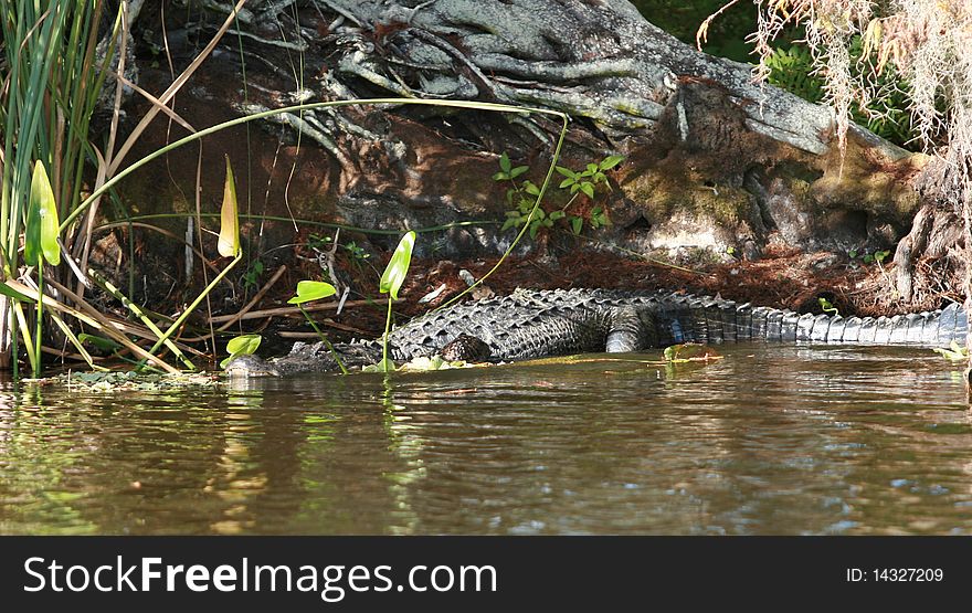 Florida alligator on Lake Panosofkee