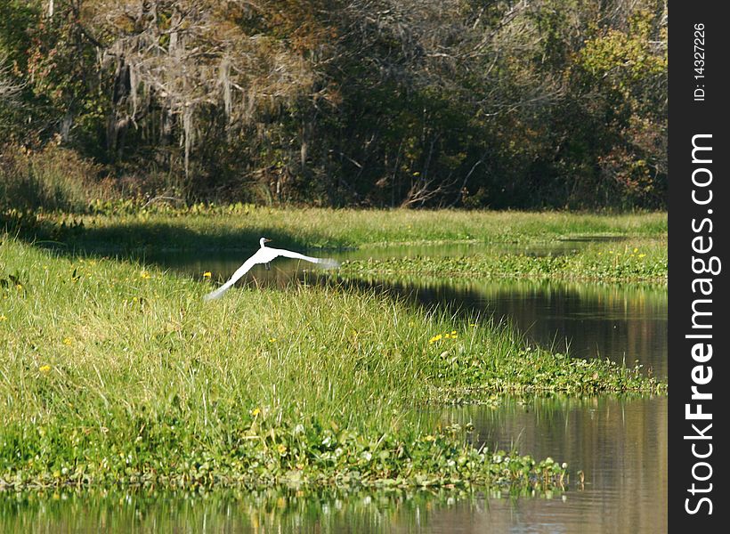 White bird flying over a lake in Florida. White bird flying over a lake in Florida