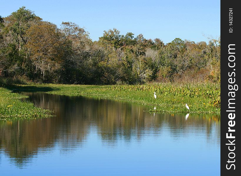 White birds on a scenic waterway in Florida