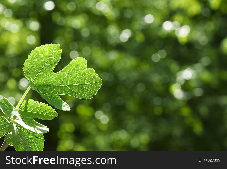 Green fig leaves on sunlit background. Green fig leaves on sunlit background