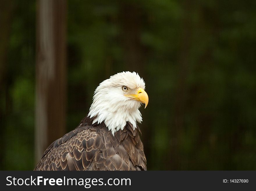 American Bald eagle, woods background. American Bald eagle, woods background.