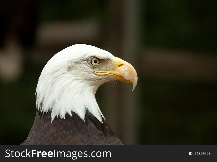 American Bald eagle, woods background. American Bald eagle, woods background.