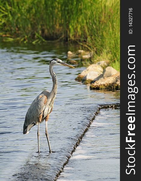 A Blue Heron standing in water looking for fish.