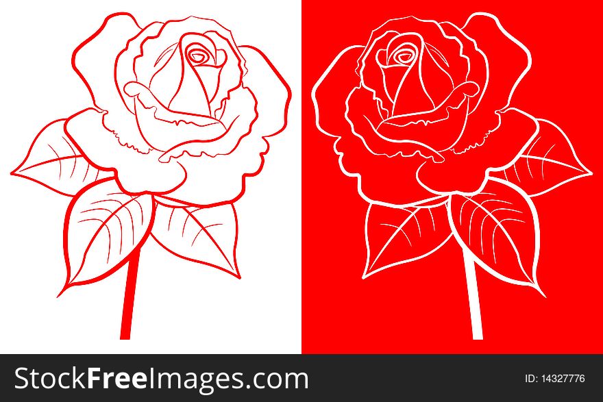 Red rose for your design