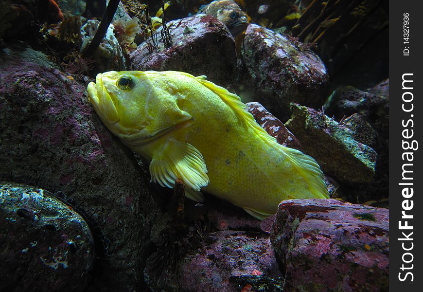 Yellow fish floating in the Monterey bay. Yellow fish floating in the Monterey bay.