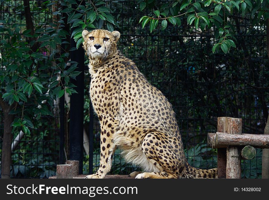 The Arrogant Leopard