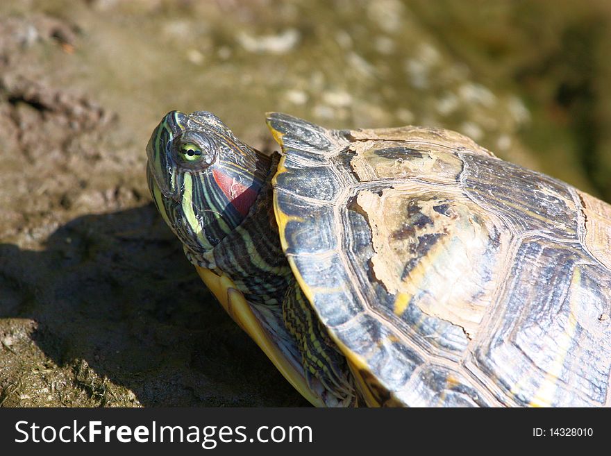 Close up of a pond turtle as it enjoys sunning itself on the muddy shore. Close up of a pond turtle as it enjoys sunning itself on the muddy shore