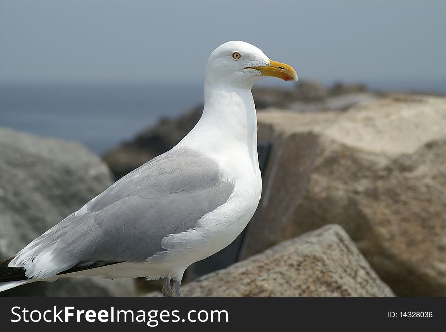 Dove On Rocks