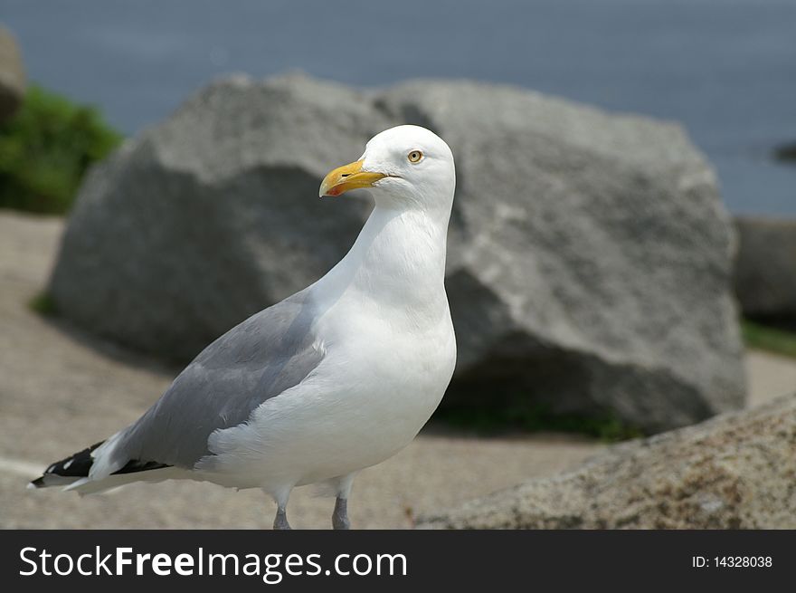 A ring-billed gull was photographed on the coast of Maine.