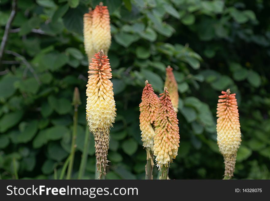 These tall slender poker plants were photographed in Oregon.