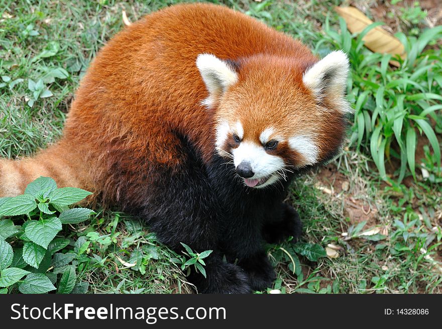 A sitting lesser panda