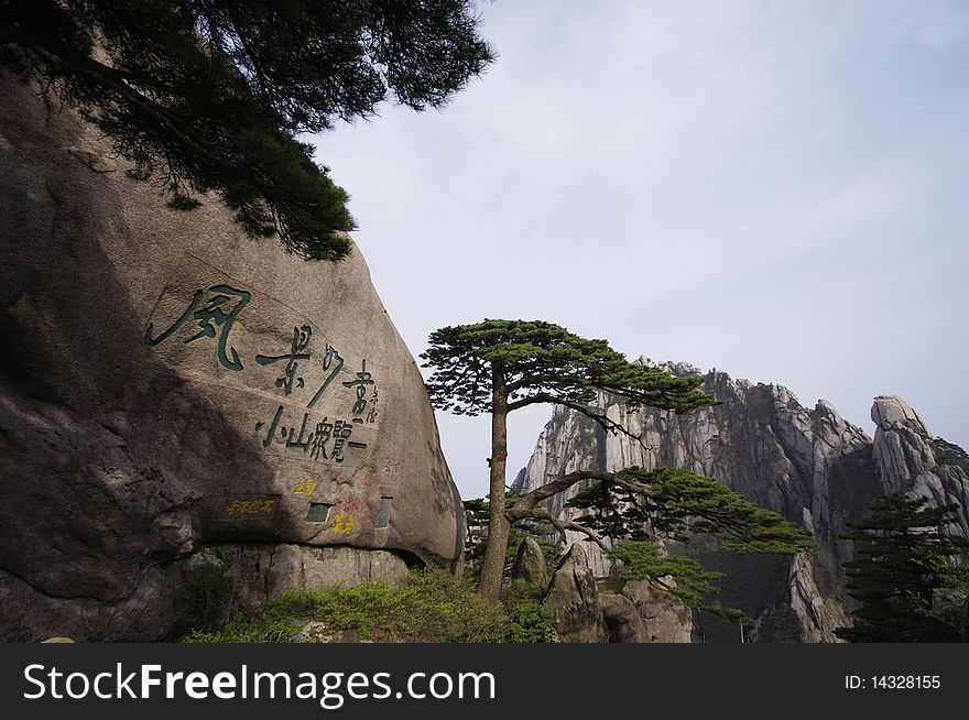 Welcoming pine stand in the Huangshan Scenic Area Yuping Leo stone floor next to an elevation of 1670 m Department. Height 9.91 m, 2.05 m Bust, canopy height of 2.54 meters. Extended up to 7.6 meters in central trunk two collateral development to the front, looking like a hospitable host, command arms development, warmly welcome guests all over the world visit to Huangshan. Visitors to this, a sudden doubling in travel, have photo taken, cited that fortunate. Welcoming pine as the Chinese people, a symbol of friendship with the people of the world has long been known in the world. China's leaders in the Great Hall of the huge welcoming pine painting before, met with many friendly envoy, with the peoples of the world and forged a profound friendship. Welcoming pine as a national treasure, is well deserved. Welcoming pine stand in the Huangshan Scenic Area Yuping Leo stone floor next to an elevation of 1670 m Department. Height 9.91 m, 2.05 m Bust, canopy height of 2.54 meters. Extended up to 7.6 meters in central trunk two collateral development to the front, looking like a hospitable host, command arms development, warmly welcome guests all over the world visit to Huangshan. Visitors to this, a sudden doubling in travel, have photo taken, cited that fortunate. Welcoming pine as the Chinese people, a symbol of friendship with the people of the world has long been known in the world. China's leaders in the Great Hall of the huge welcoming pine painting before, met with many friendly envoy, with the peoples of the world and forged a profound friendship. Welcoming pine as a national treasure, is well deserved.
