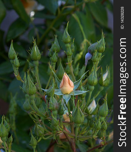 Group of flower rose buds with one bud about to bloom. Group of flower rose buds with one bud about to bloom