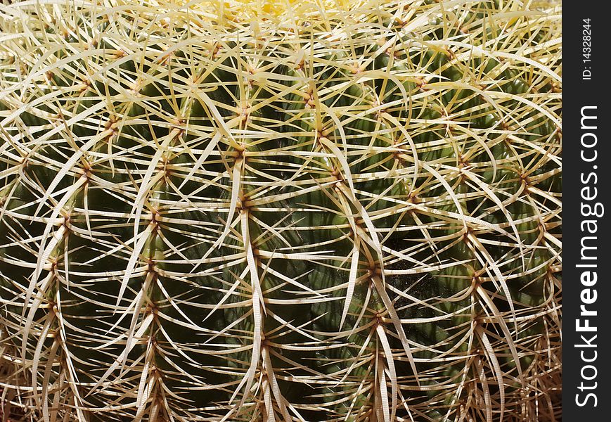 Close-up of a matrix of sharp needle like thorns around a green cactus. Close-up of a matrix of sharp needle like thorns around a green cactus