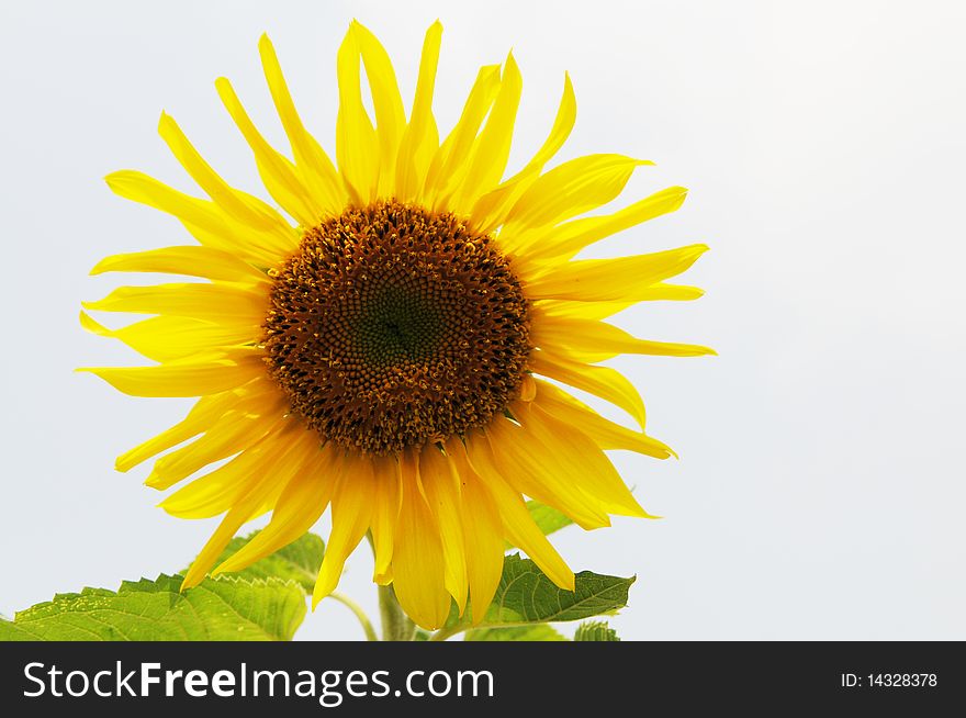 Isolated sunflower in sky background.
