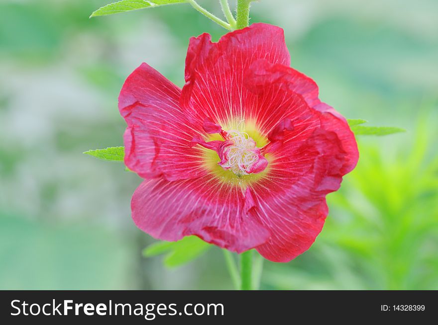 Cotton rose hibiscus with green background. Cotton rose hibiscus with green background.