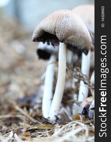 Young mushrooms growing in dry grass