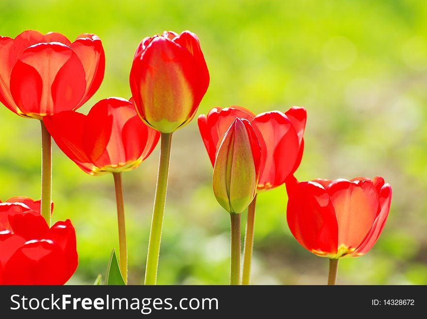 Beautiful red tulips in the garden