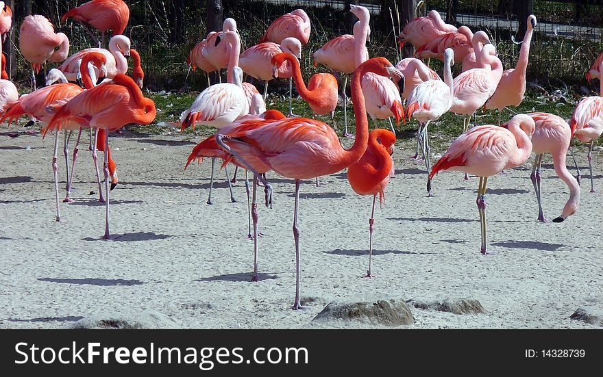 Pink flamingos in the pen