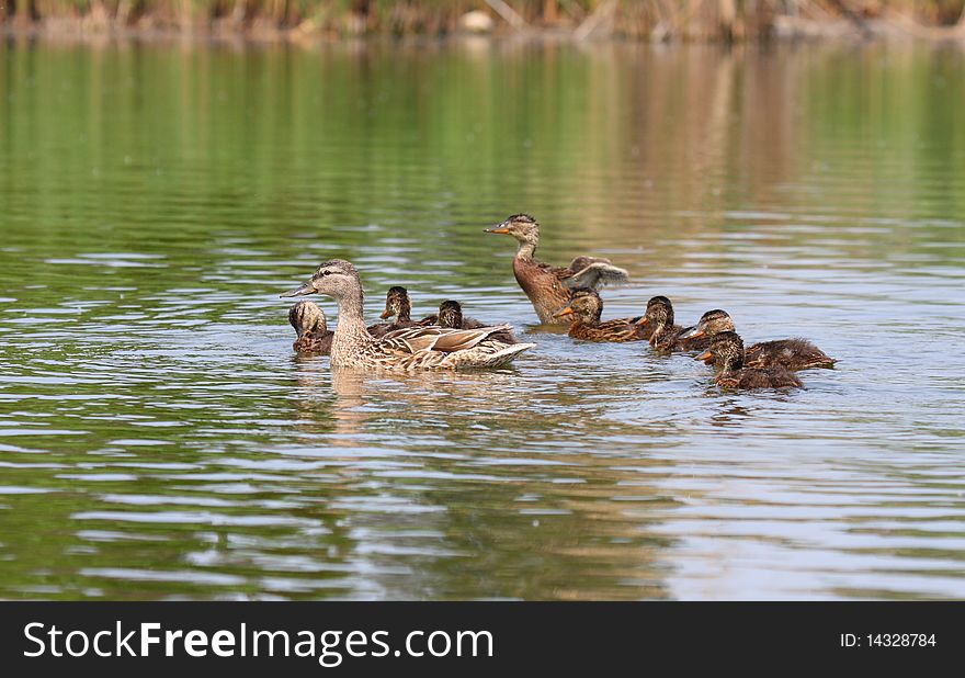 A Mallard Duck and eight ducklings swimming in a pond. A Mallard Duck and eight ducklings swimming in a pond.