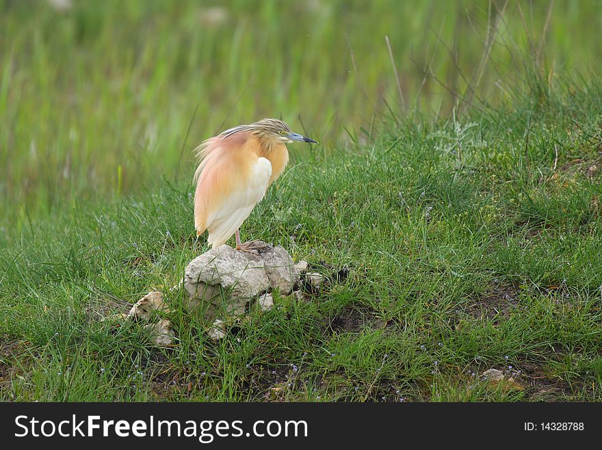 Squacco Heron Resting