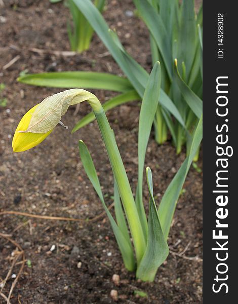 Bud of a narcissus in  a garden