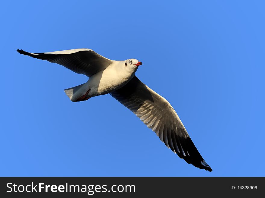 Seagull in blue sky