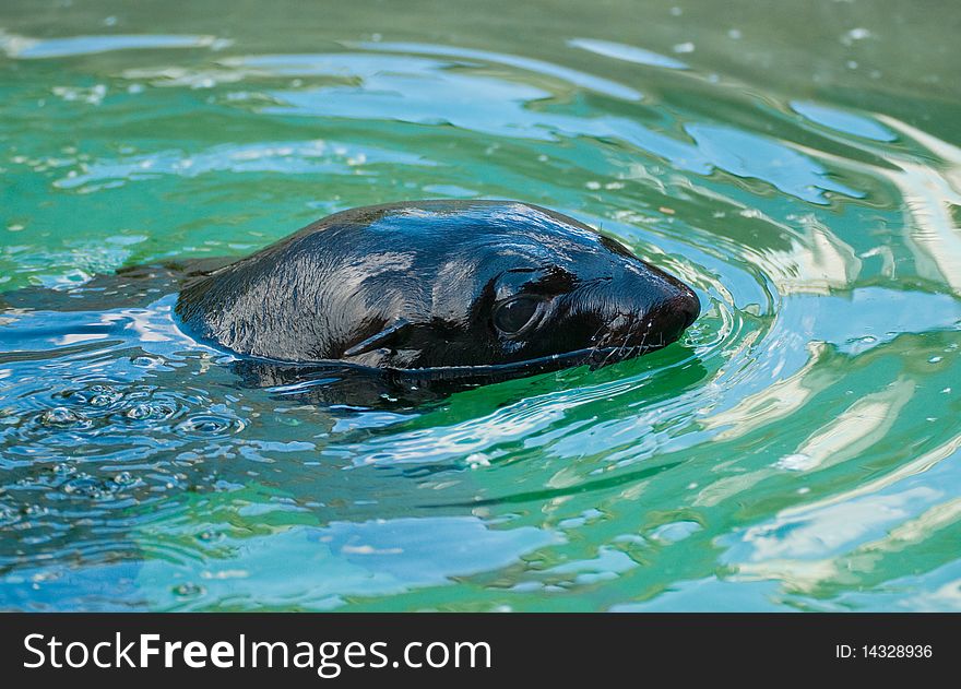 Fur seal in Moscow zoo