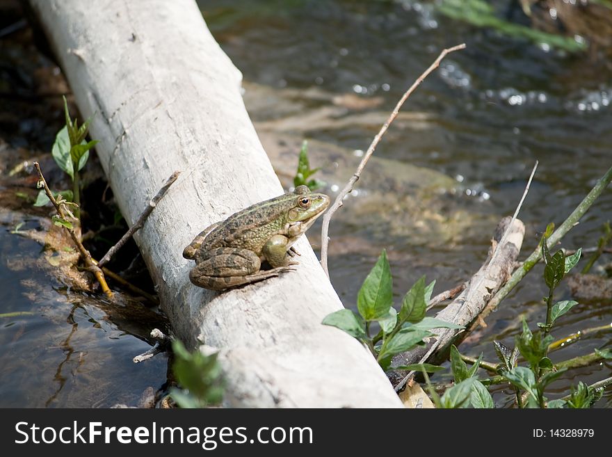 Green frog sitting on a log