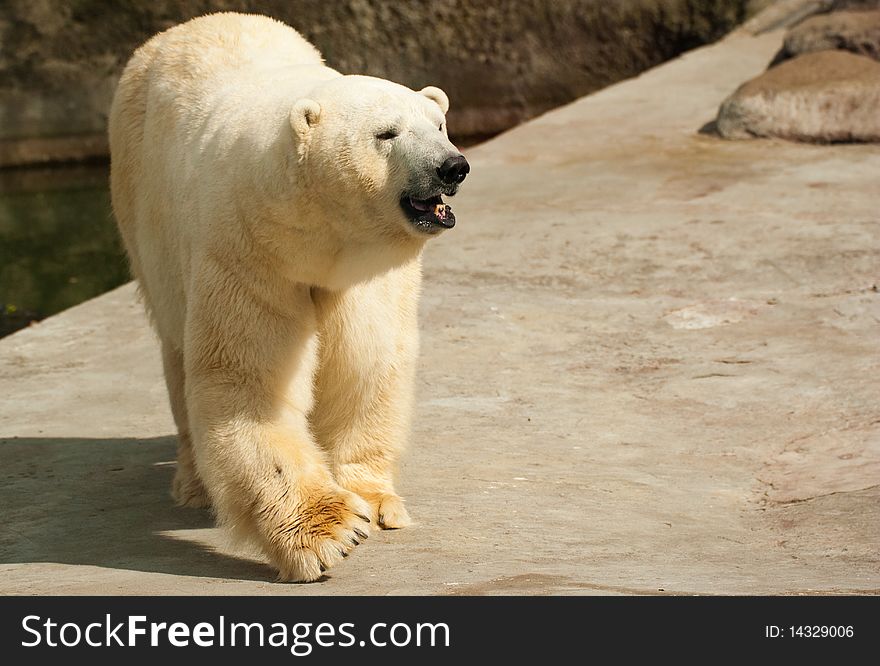 Polar bear in zoo