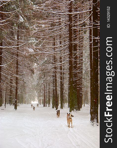 Playing dogs in winter forest