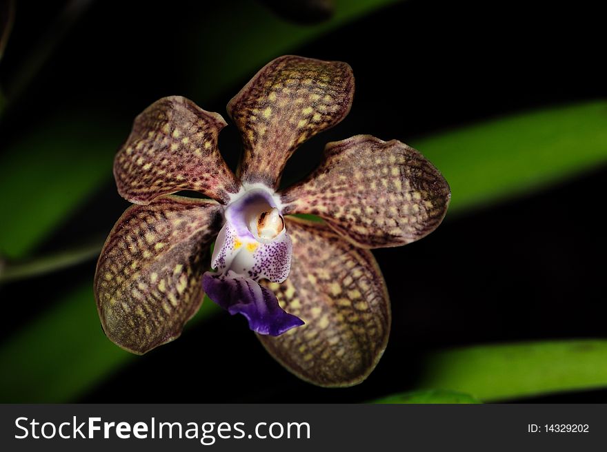 Close Up of Wild Orchid